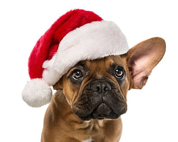 Support Local Animal Shelter